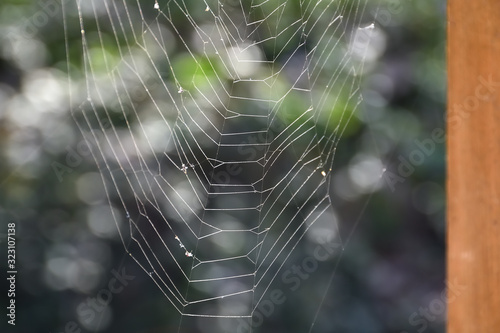 spider web with water drops in the background 