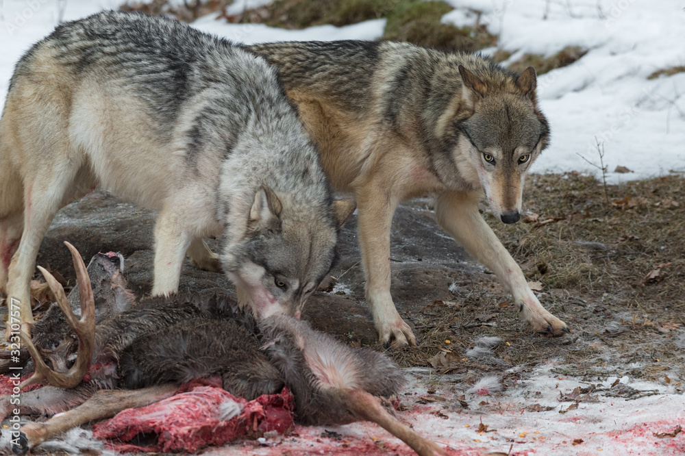 Grey Wolf (Canis lupus) Steps Cautiously Around Other at White-Tail Deer Carcass Winter