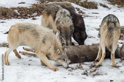 Pack of Grey Wolves (Canis lupus) Sniff at White-Tail Deer Winter © hkuchera