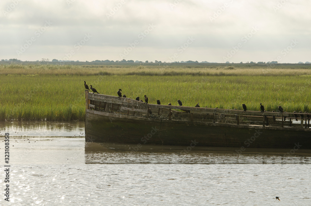 Group of seabirds standing on a destroyed boat. San Clemente del Tuyu.