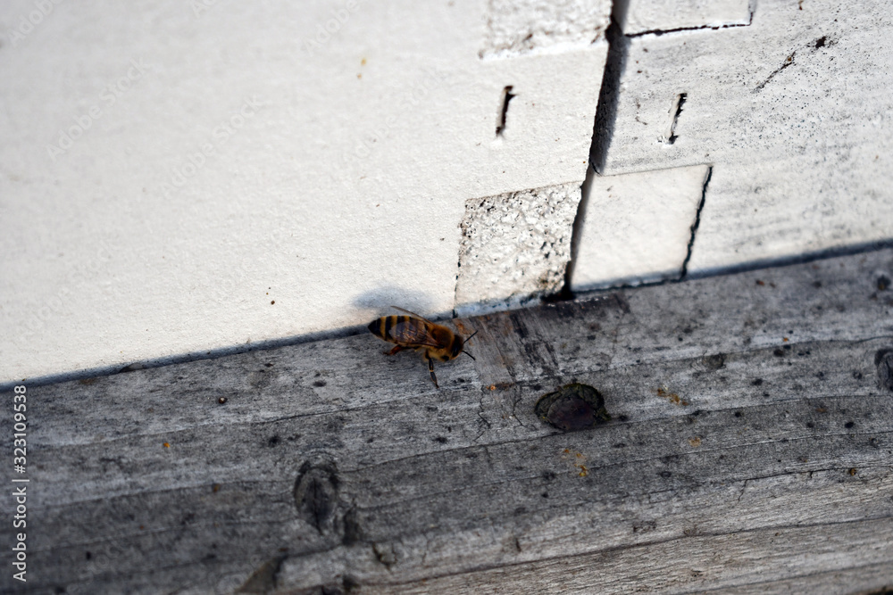 One honeybee next to hive One honeybee next to hive