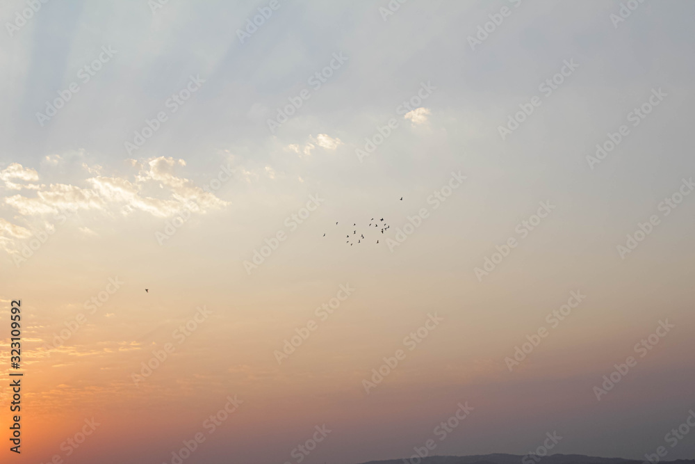 Sunset and birds 