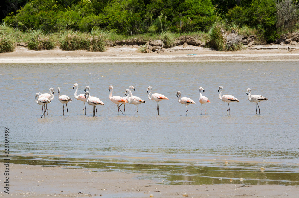 Chilean flamingo, phoenicopterus chilensis, colony in Punta Rasa, Argentina