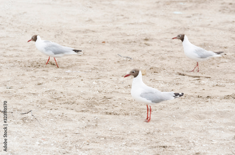 Fototapeta premium Three black-headed gulls, Chroicocephalus ridibundus, standing on the beach