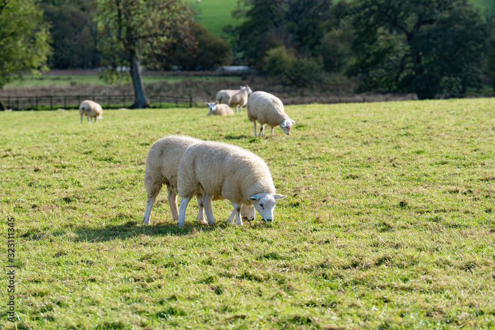 Field of white sheep in the highlands in Sky,Mountain range at sunset,Beautiful mountains landscape view,England , United of kingdom,UK Field of white sheep in the highlands in Sky,Mountain range at sunset,Beautiful mountains landscape view,England , United of kingdom,UK