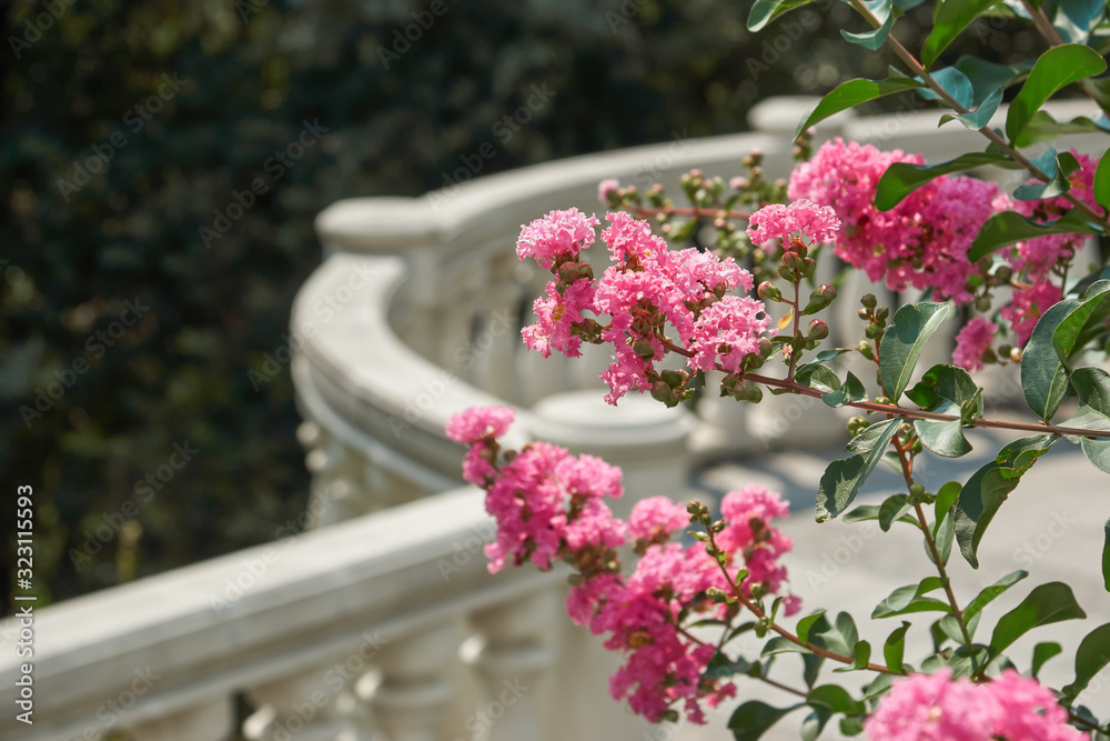 Pink flowers on a bush on an open terrace of white marble