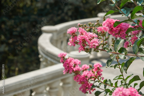 Obraz na płótnie Pink flowers on a bush on an open terrace of white marble w salonie