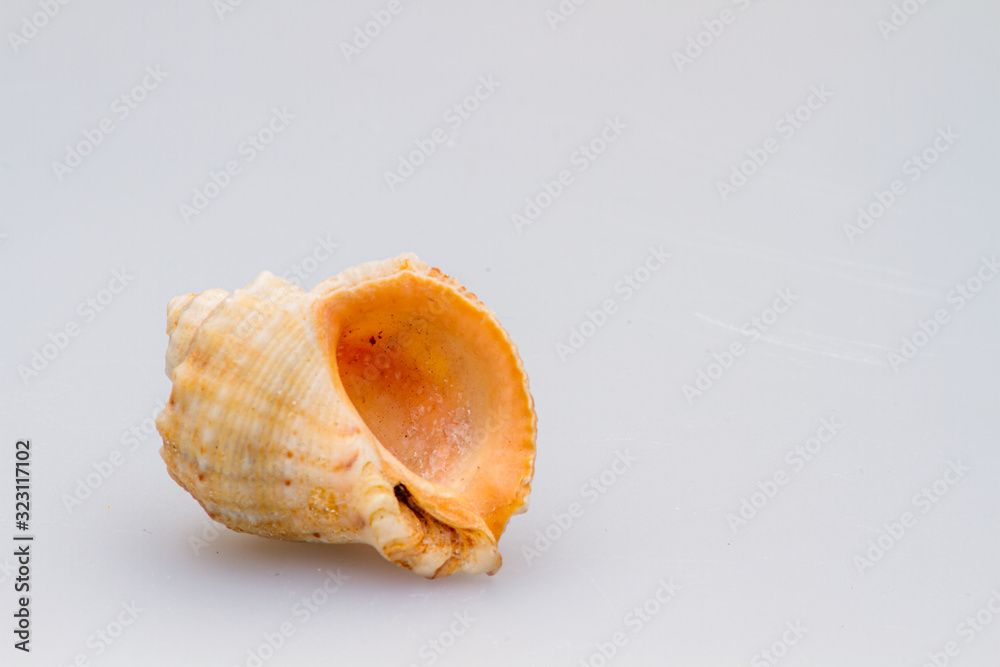 Seashells on a white background. Close-up.