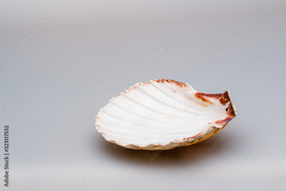 Seashells on a white background. Close-up. Seashells on a white background. Close-up.