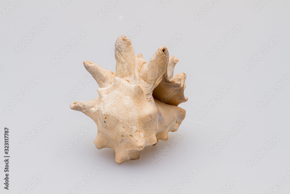 Seashells on a white background. Close-up. Seashells on a white background. Close-up.