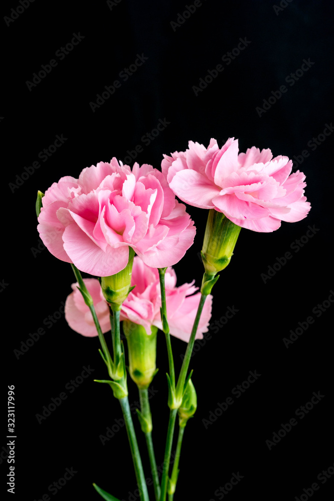 黒背景のピンクのカーネーション