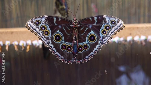 beautiful closeup of a Peleides blue morpho butterfly flapping its wings, Tropical insect specie from America photo