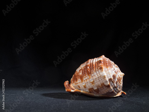 Shell on a Dark Background