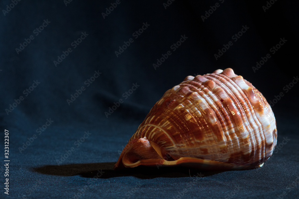 Shell on a Dark Background Shell on a Dark Background