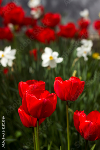 Many beautiful red tulips on a background of daffodils in spring blooms in the garden. A lot of blooming flowers  background