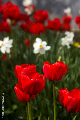 Many beautiful red tulips on a background of daffodils in spring blooms in the garden. A lot of blooming flowers, background