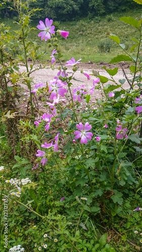 pink flowers with green leaves