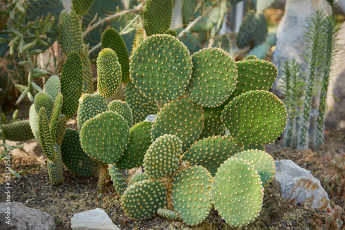 Cactus, opuntia a succulent plant with a thick, fleshy stem that bears spines. photo