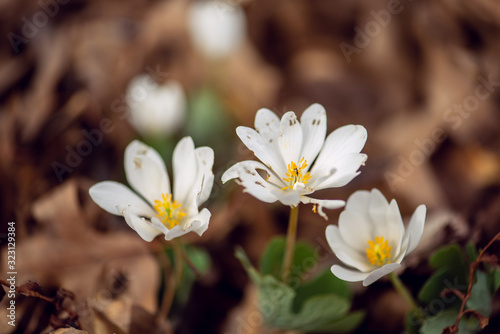 Tiny white bloodroot flower blooming on a forest floor in the Spring © Amy Buxton