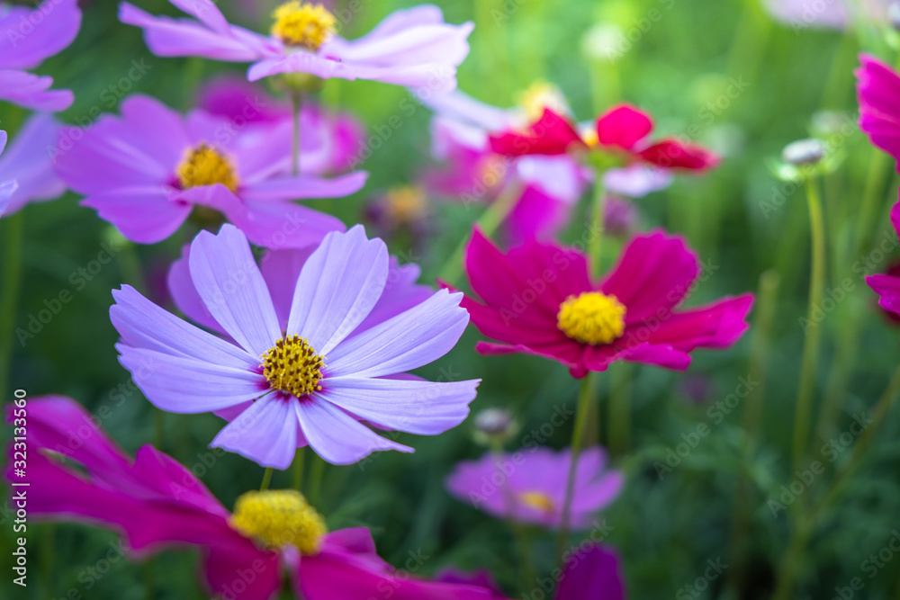 Beautiful Cosmos flowers in garden. Nature background. Beautiful Cosmos flowers in garden. Nature background.