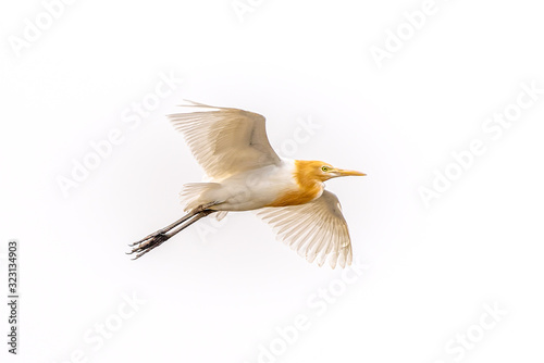 A flying cattle egret on a white background