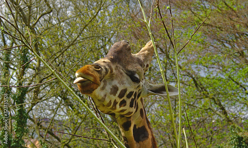 Giraffe sticking his tongue out