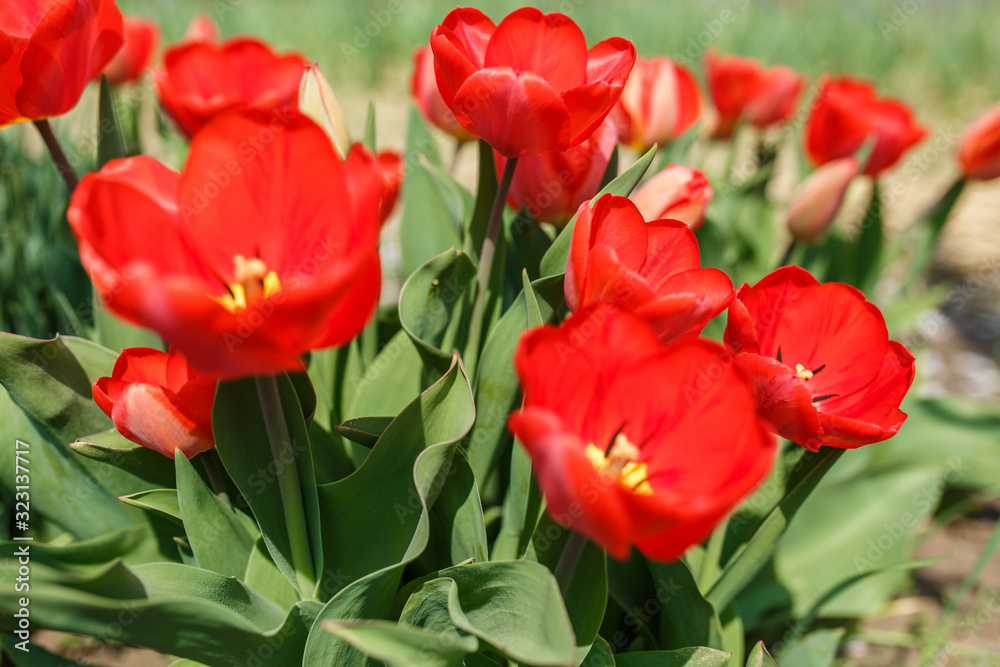 tulips in a home garden close-up. spring flowers