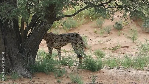 Male African Cheetah marks his territory by urinating on a tree photo