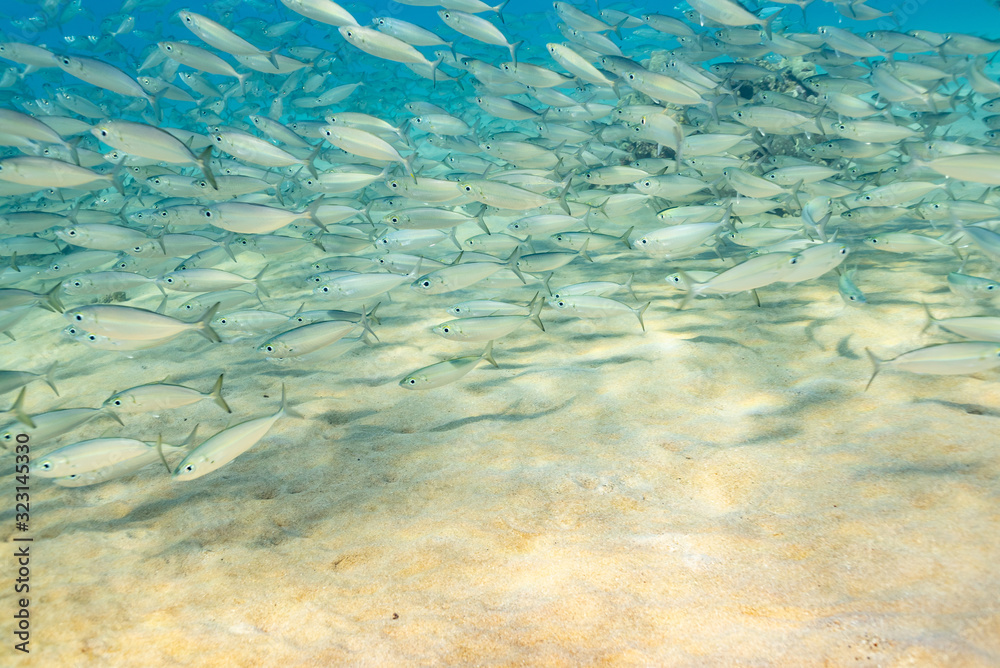 School of fish swimming over sand in tropical blue water