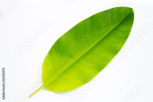 Heliconia leaf on white background.