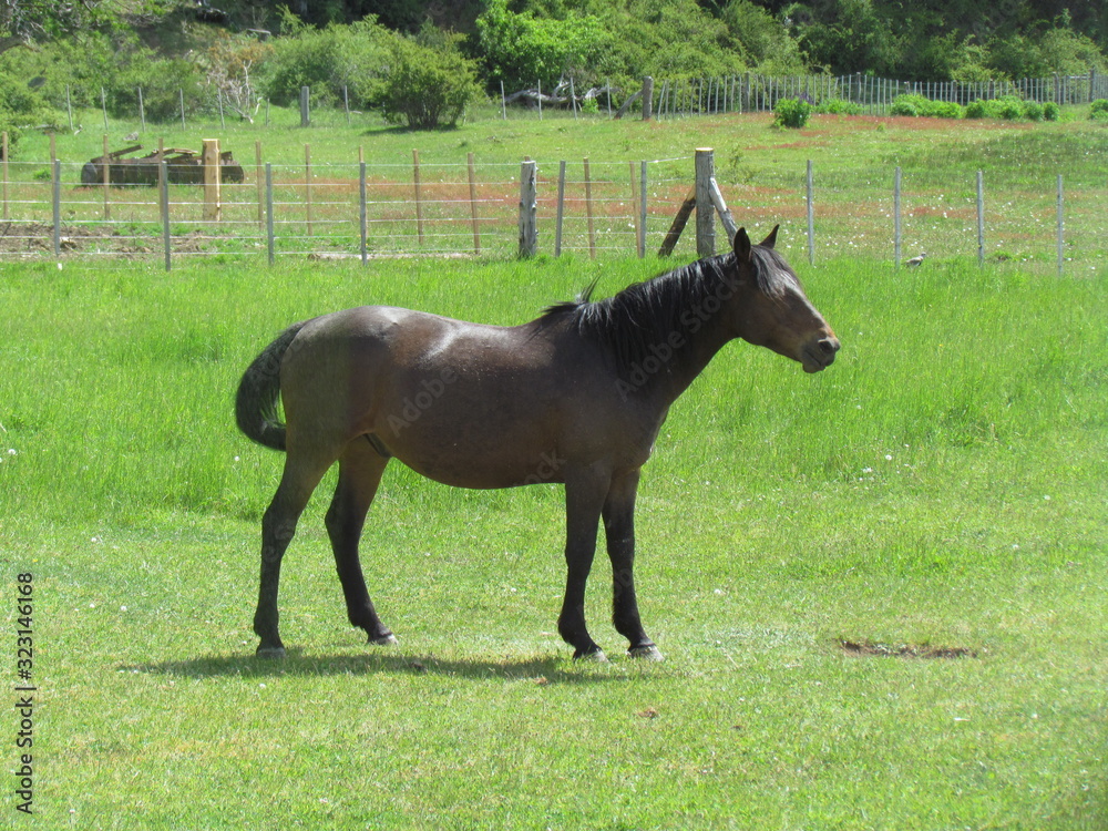 Happy horse - When you are happy, you can play even alone Happy horse - When you are happy, you can play even alone
