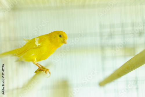 Canary sit and swing in the cage