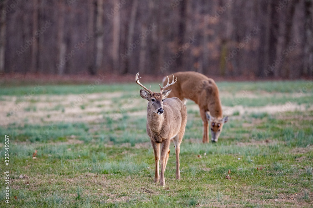 Bucks Bucks