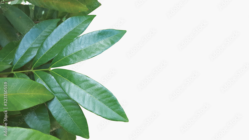 Srikaya (Sugar apple) leaf isolated mode, suitable for wallpaper, background, or graphic resources Srikaya (Sugar apple) leaf isolated mode, suitable for wallpaper, background, or graphic resources