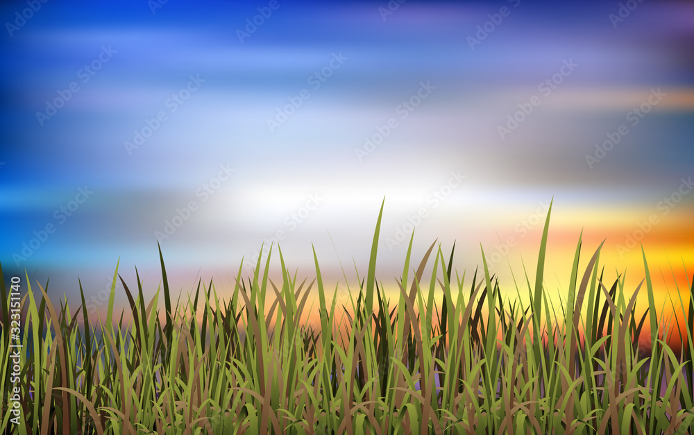 Fototapeta premium landscape of meadow in the morning