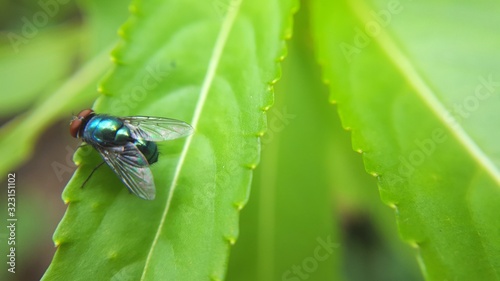 Exotic Drosophila Fruit Fly Diptera Parasite Insect on Plant Leaf