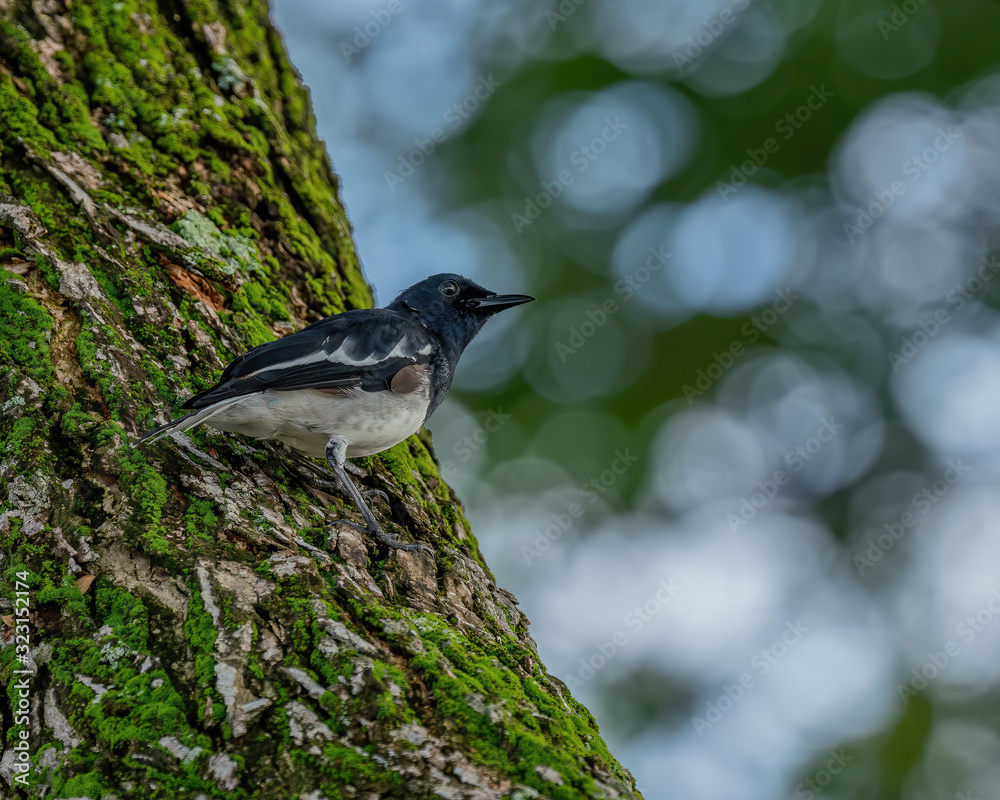 The Oriental Magpie-robin (Copsychus saularis) is a member of the thrush family Turdidae. They are distinctive black and white birds with a long tail that is held upright as they forage on the ground. The Oriental Magpie-robin (Copsychus saularis) is a member of the thrush family Turdidae. They are distinctive black and white birds with a long tail that is held upright as they forage on the ground.