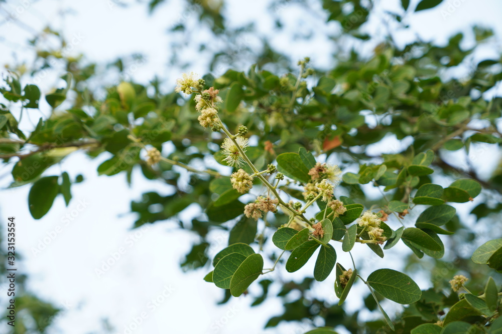 Manila tamarind flower and pollen