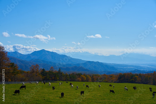 fuji mountain and cows in yamanashi, japan © 善弘 石垣