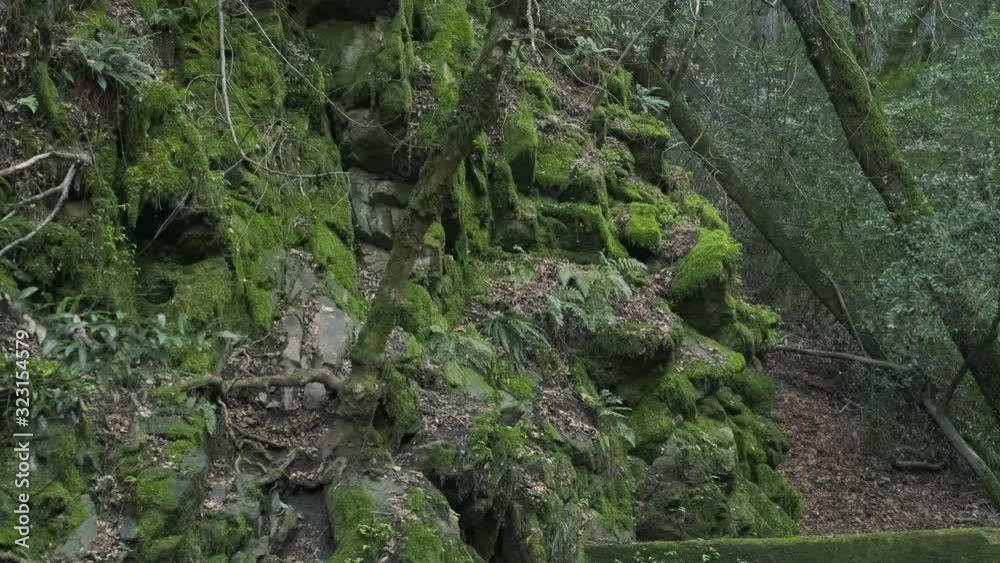 Mossy Rocky Hillside in Uvas Canyon County Park Mossy Rocky Hillside in Uvas Canyon County Park