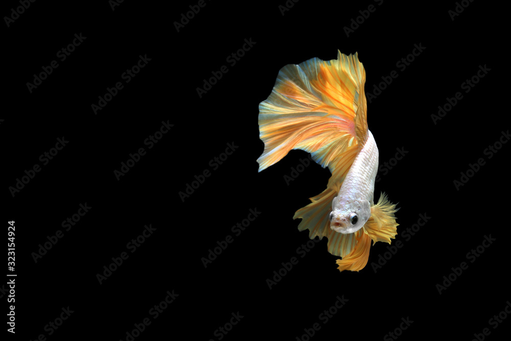 The movement of beautiful Thai fighting fish. The movement of beautiful Thai fighting fish.
