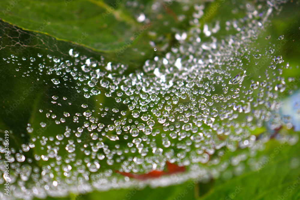 雨上がりに出来た水玉模様 雨上がりに出来た水玉模様