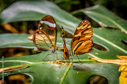 groups of butterflies of the ithomiinae family gather on the leaves to feed on organic matter. Costa Rica photo