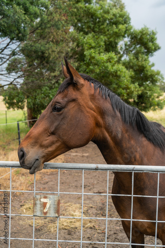 portrait of a horse