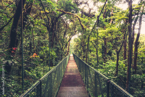 Suspension bridge in the Jungle