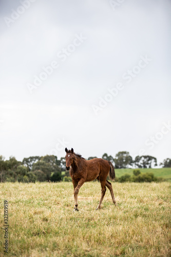 horse and foal © Matt Dunne