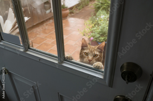 A red cat reproachfully looks from the street through the glass window of the door. Let it in!