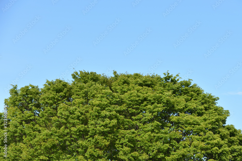 Green tree with copy space of sky Green tree with copy space of sky