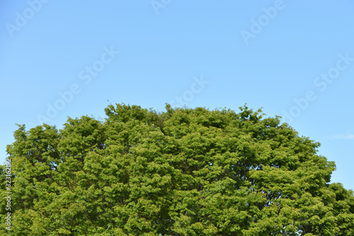 Green tree with copy space of sky © Tonic Ray Sonic