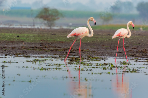 The approach - Flamingo approaching to another for being together © Aniket